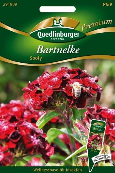 Bartnelke Sooty / Dianthus barbartus